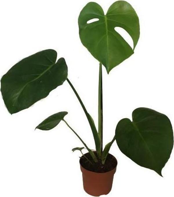 Monstera Deliciosa Deve Tabanı 60-70 cm TEK KÖKLÜ - Image 1