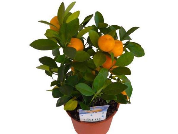 İç mekan Bodur Mandalina - Image 1