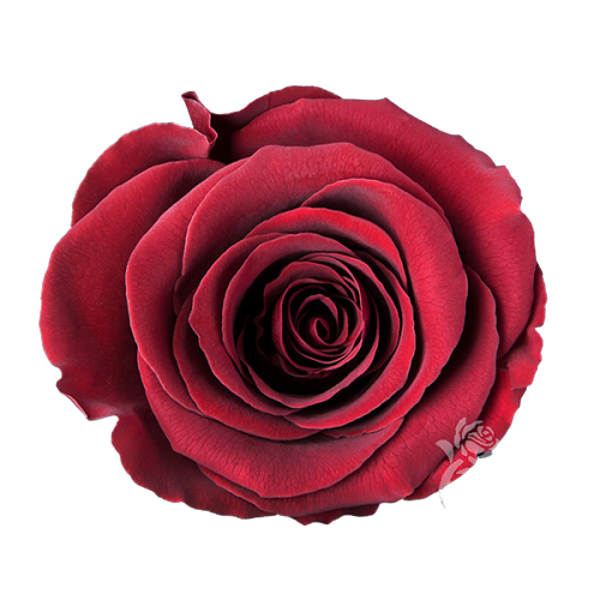 Rose Amor Kırmızı Renk Şoklanmış Solmayan Gül - (XL) - Image 1