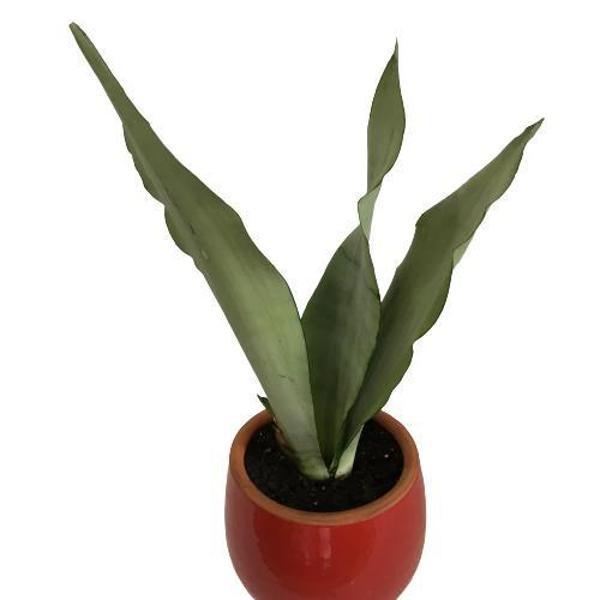 DEKORATİF TOPRAK SAKSIDA SANSEVİERİA MOONLİGHT ( SANSEVERYA ) 35cm - Image 1