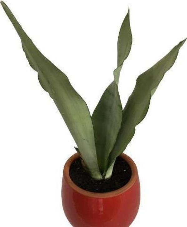 DEKORATİF TOPRAK SAKSIDA SANSEVİERİA MOONLİGHT ( SANSEVERYA ) 35cm - Image 1