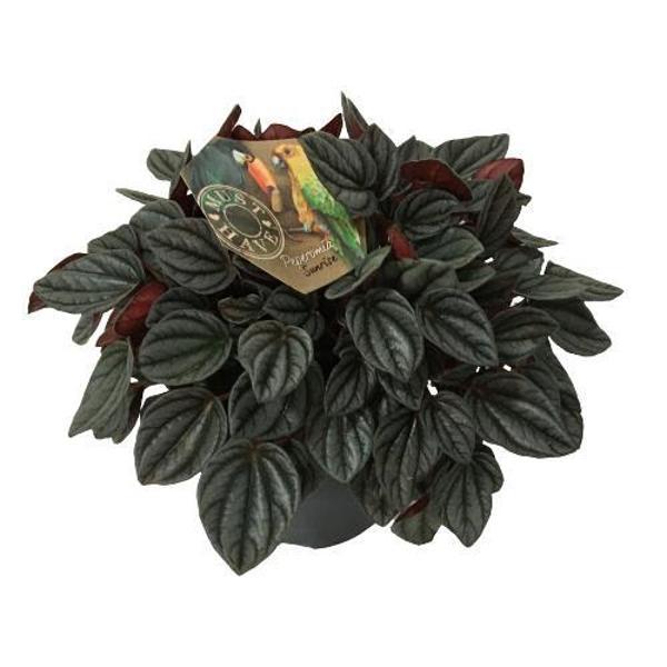 Peperomia Caperata Sunrise 17 cm'lik Saksıda - Image 1