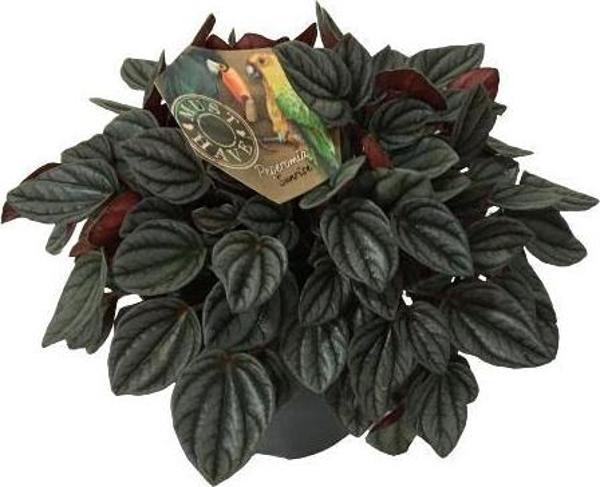 Peperomia Caperata Sunrise 17 cm'lik Saksıda - Image 1