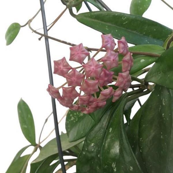 Askılı Saksıda Hoya Minibella Mum Çiçeği - Image 1