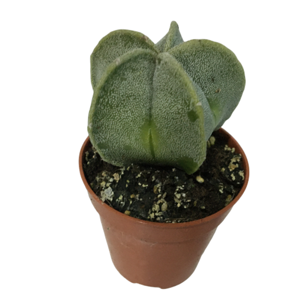 NADİR KAKTÜS - ASTROPHYTUM MYRİOSTİGMA - ASTRO KAKTÜS - Image 1