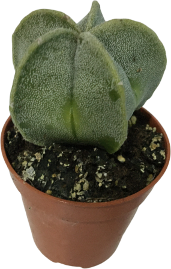 NADİR KAKTÜS - ASTROPHYTUM MYRİOSTİGMA - ASTRO KAKTÜS - Image 1