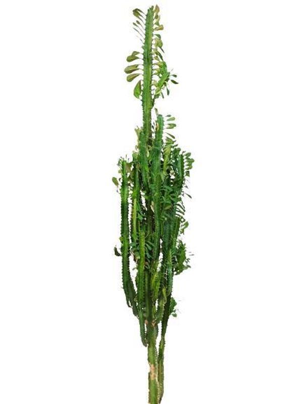 Euphorbia Trigona Süt Ağacı Kaktüsü 170 cm - Image 1