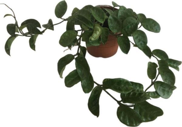 Hoya Compacta '' Hindu Rope'' Mum Çiçeği 80-90 cm - Image 1