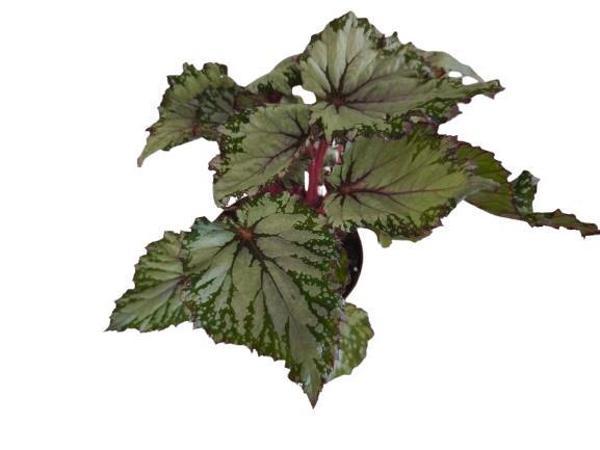 BEGONİA REX ASİAN ( REX BEGONYA ) - Image 1