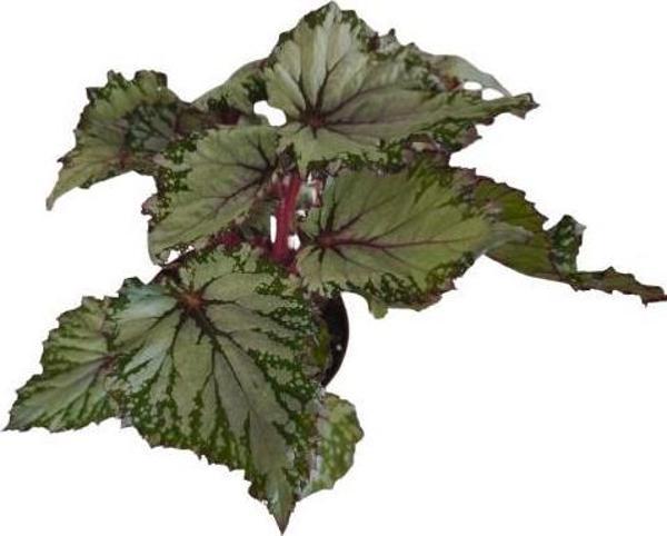 BEGONİA REX ASİAN ( REX BEGONYA ) - Image 1