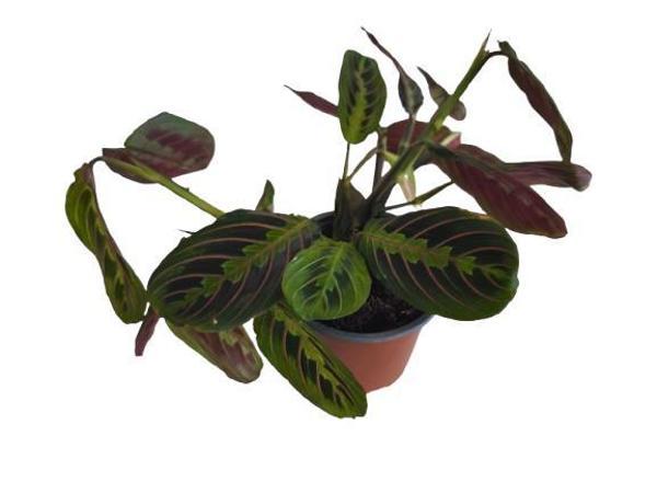 Kalatya Maranta - Calathea Marantha - Image 1