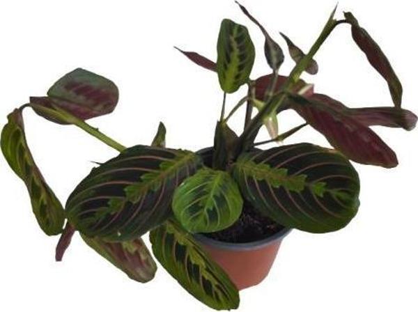 Kalatya Maranta - Calathea Marantha - Image 1