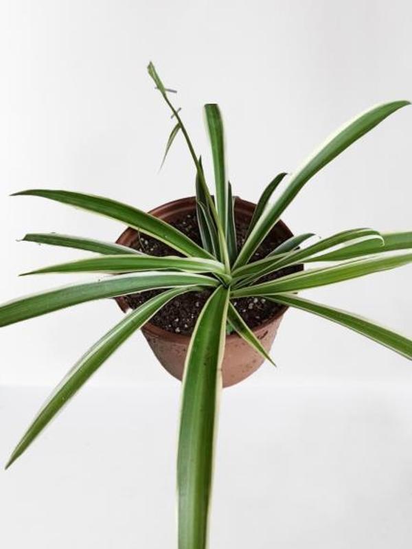 KURDELE ÇİÇEĞİ (CHLOROPHYTUM) KURDALE - Image 1