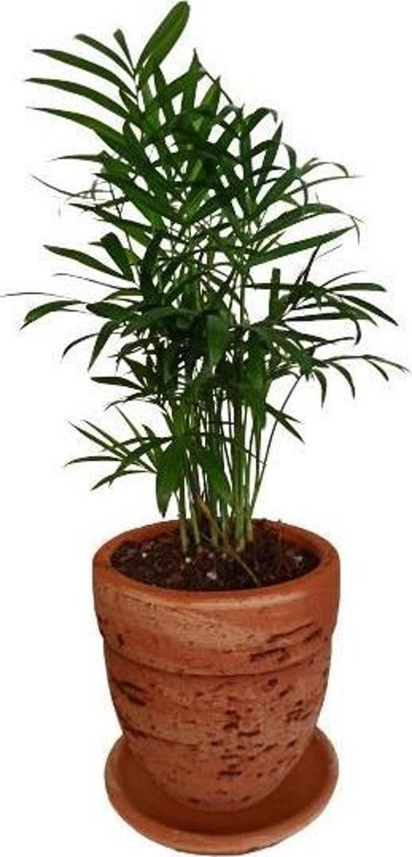 TOPRAK SAKSIDA CHAMAEDOREA ELEGANS AREKA PALMİYESİ - Image 1
