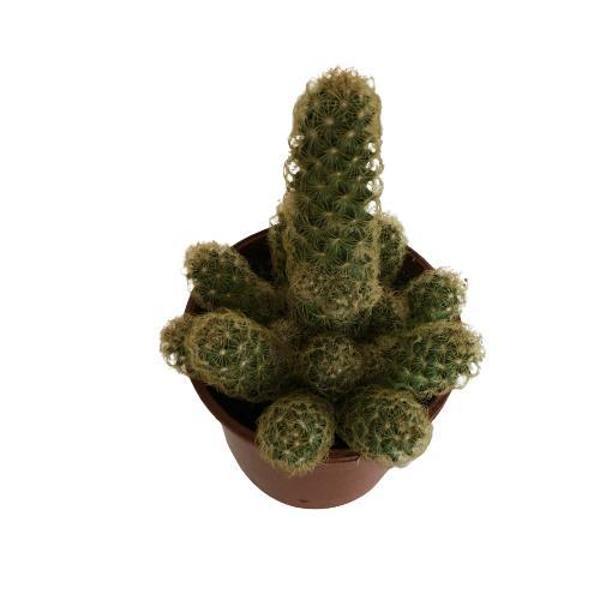 Bol Yavrulu 12 Cm lik Saksıda Kaktüs - Image 1