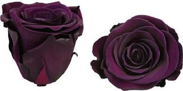 ROSE AMOR MOR RENK  MİNİ ŞOKLANMIŞ GÜL - Image 1