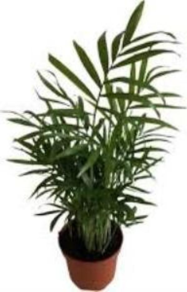 AREKA DAĞ PALMİYESİ Chamaedorea Elegans  - Image 1