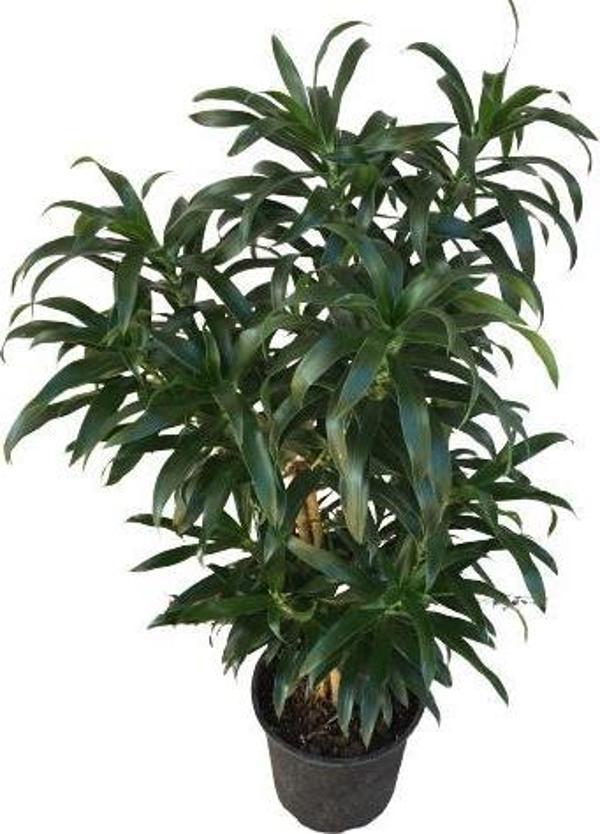 Dracaena Reflexa 'Song of Jamaica' - Image 1