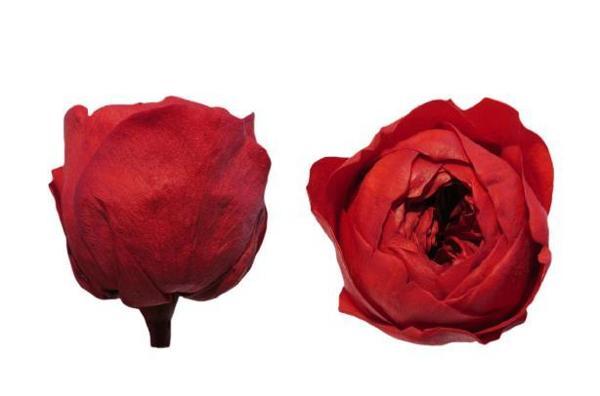ROSE AMOR ÖZEL ŞOKLANMIŞ GÜL XL-SOLMAYAN GÜL  - Image 1