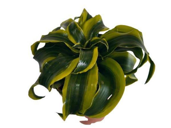 DRACAENA TORNADO 12 lik saksıda - Image 1
