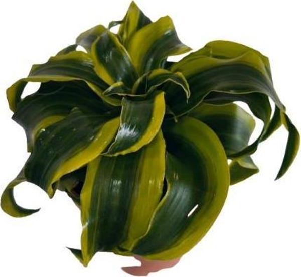 DRACAENA TORNADO 12 lik saksıda - Image 1