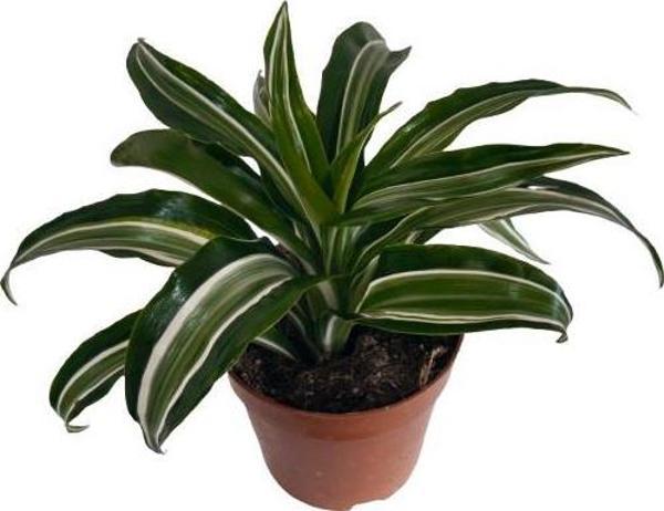 Dracaena Kanzi 12 lik Saksıda - Image 1