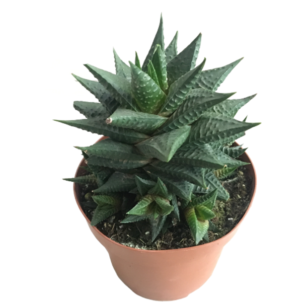 Haworthia Limifolia -12 lik - Image 1