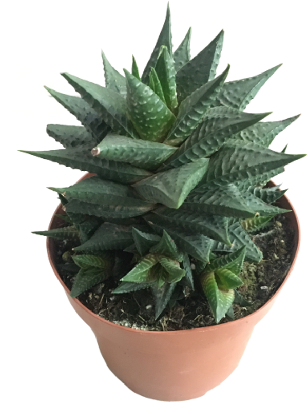 Haworthia Limifolia -12 lik - Image 1