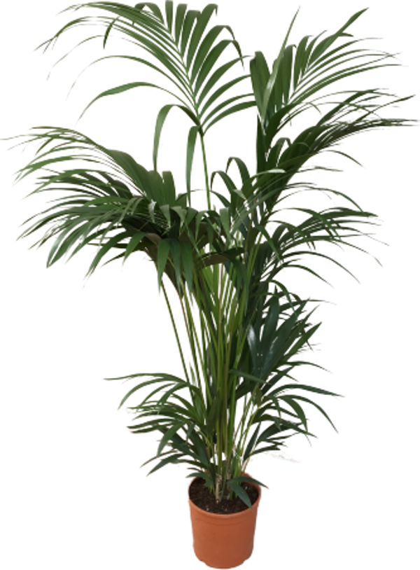 Howea Forsteriana - Kentia - Kentya Palmiyesi - Image 1