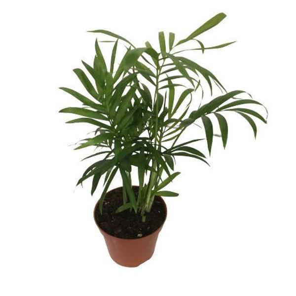AREKA DAĞ PALMİYESİ - CHAMAEDOREA ELEGANS - Image 1
