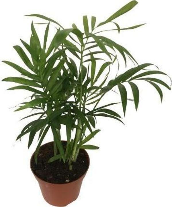 AREKA DAĞ PALMİYESİ - CHAMAEDOREA ELEGANS - Image 1