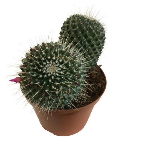 Mammillaria Spinosissima - Büyük Boy (14'lük Saksıda) İthal Ürün - Image 1