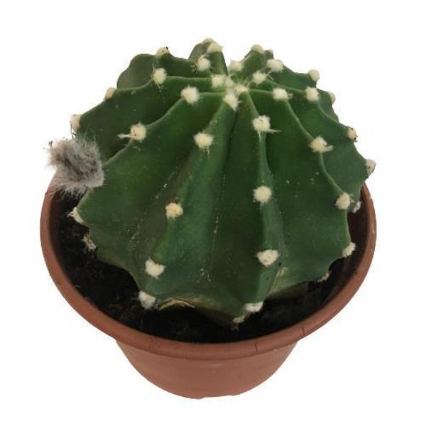 İthal Büyük Boy Kaktüs - Echinopsis Subdenudata (17 cm lik saksıda) - Image 1