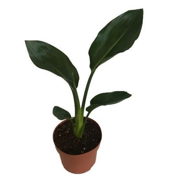Strelitzia reginae - Starliçya Cennet Kuşu - Ev ve Ofis Bitkisi - Image 1