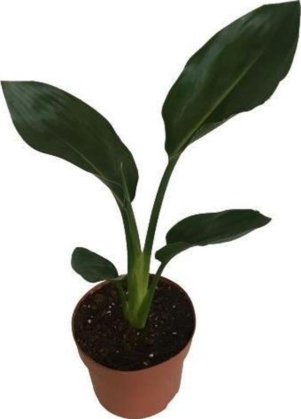 Strelitzia reginae - Starliçya Cennet Kuşu - Ev ve Ofis Bitkisi - Image 1