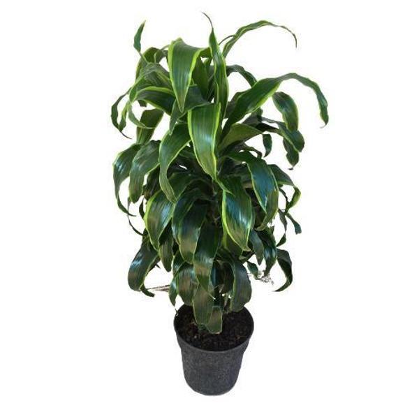 Dracaena Fragrans 'Dorado'  - Image 1