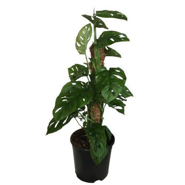 MONSTERA OBLİQUA - Sarmaşık Cins Deve Tabanı 80-100 cm - Image 1