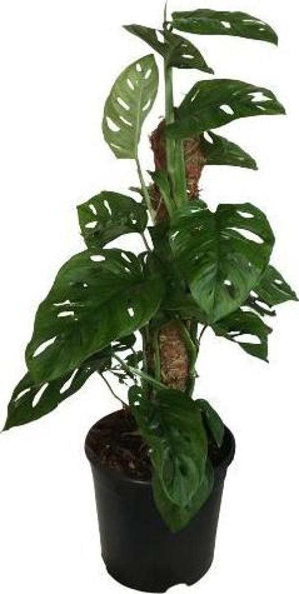 MONSTERA OBLİQUA - Sarmaşık Cins Deve Tabanı 80-100 cm - Image 1