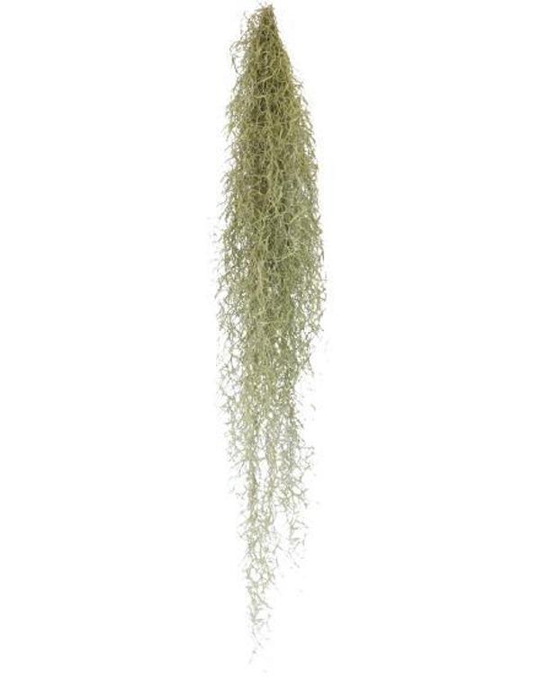 Tillandsia Usneoides - Hava Bitkisi Air Plant 150 cm - Image 1