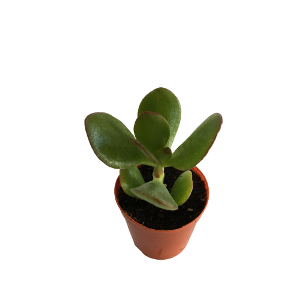 CRASSULA OVATA SUNSET - PARA AĞACI - MİNİ BOY (5,5 luk) - Image 1