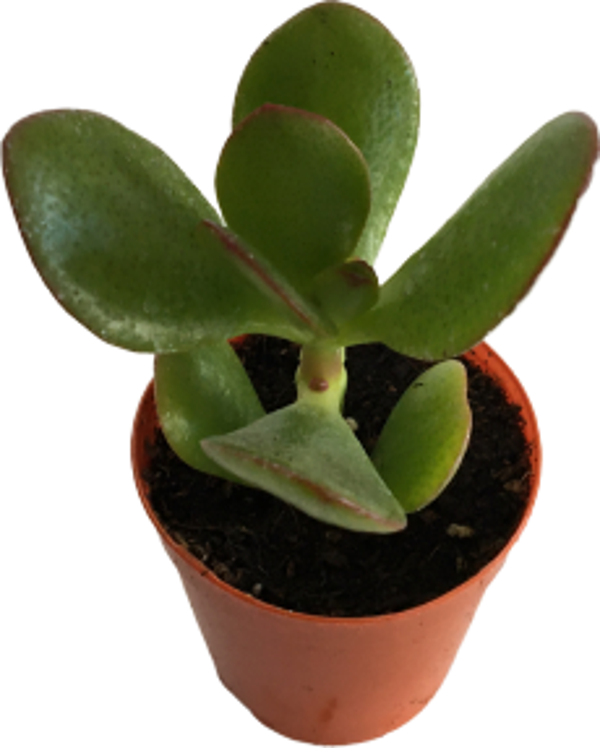 CRASSULA OVATA SUNSET - PARA AĞACI - MİNİ BOY (5,5 luk) - Image 1