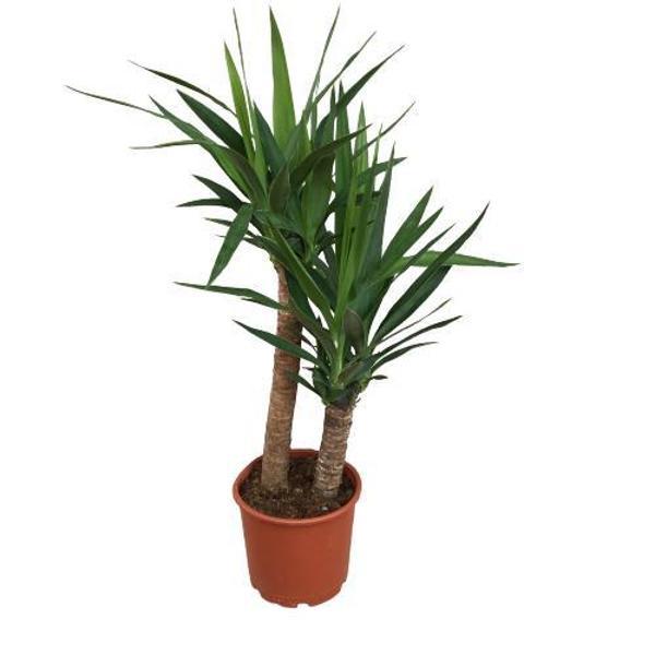 2 Lİ (İKİLİ) YUKKA BİTKİSİ 100-120 CM  - Image 1