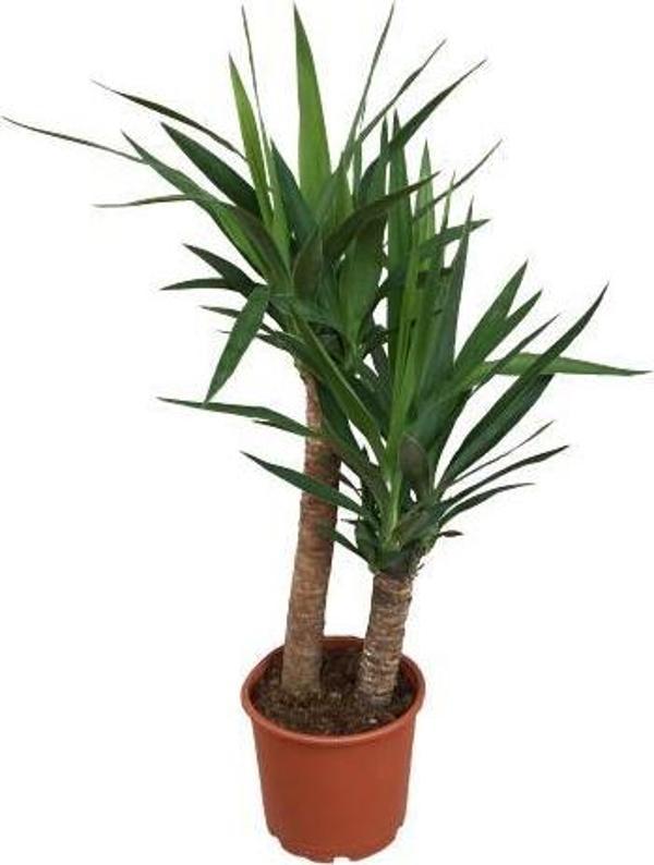 2 Lİ (İKİLİ) YUKKA BİTKİSİ 100-120 CM  - Image 1