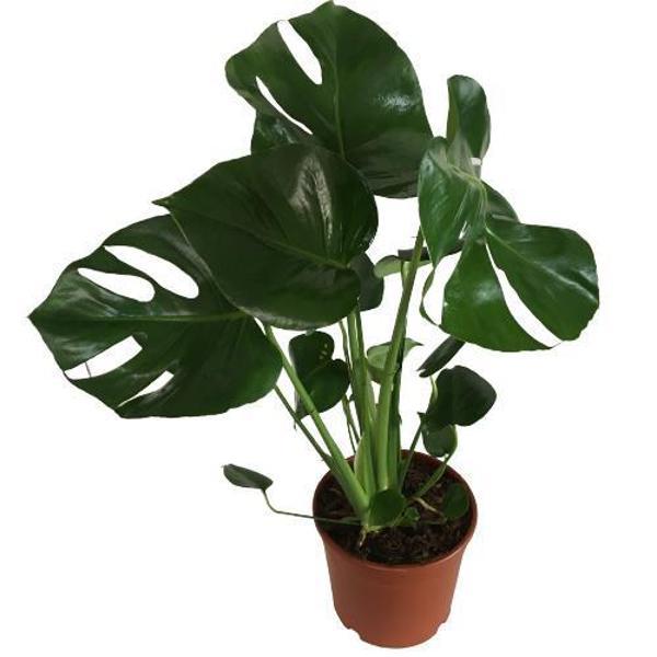 MONSTERA DELİCİOUS DEVA TABANI 60-70 CM ÇOK KÖKLÜ - Image 1