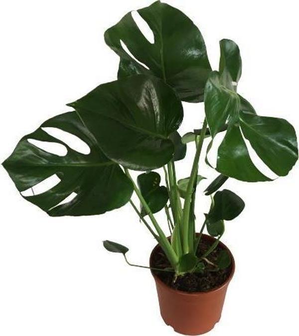 MONSTERA DELİCİOUS DEVA TABANI 60-70 CM ÇOK KÖKLÜ - Image 1
