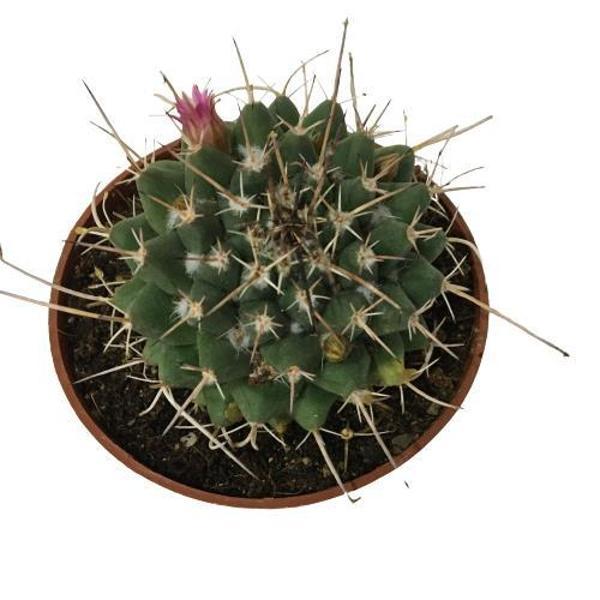 Çiçek Açan Kaktüs (8,5 cm'lik Saksıda) - Image 1