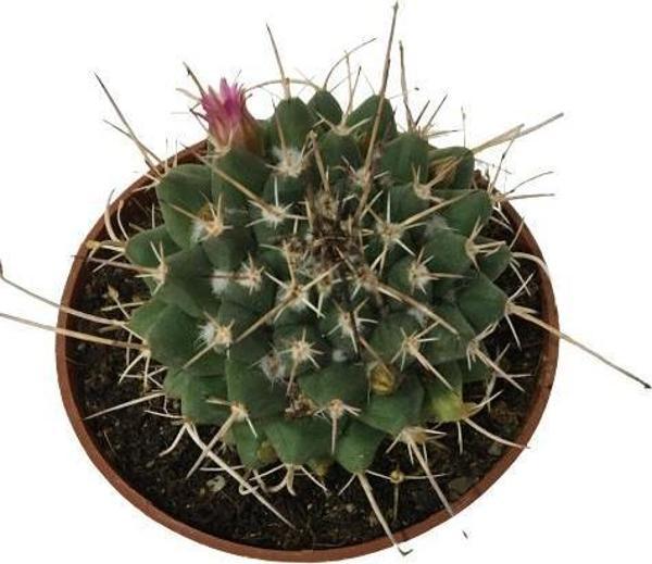 Çiçek Açan Kaktüs (8,5 cm'lik Saksıda) - Image 1
