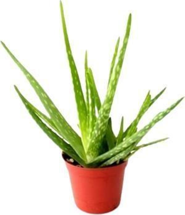 2 (İKİ) ADET ALOEVERA BİTKİSİ - Image 1