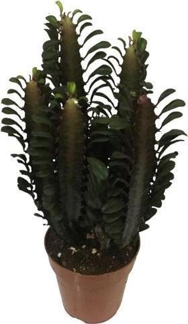 Euphorbia Trigona Rubra - Kırmızı Süt Kaktüs - Eforbiya -İthal Ürün - Image 1