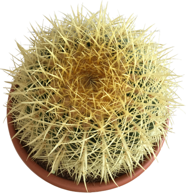 ECHİNOCACTUS GRUSONİİ - ALTIN FIÇI KAKTÜSÜ 20-25 CM - Image 1